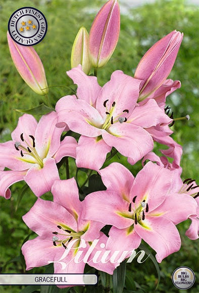 Orientalisk lilja-Lilium Oriental 'Gracefull' 2-pack NYHET