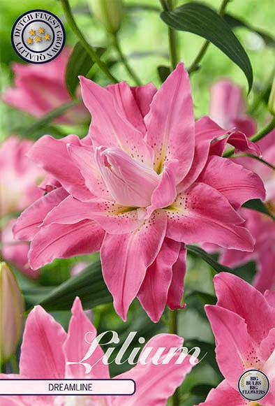 Orientalisk lilja-Lilium Oriental 'Dreamline' 2-pack NYHET